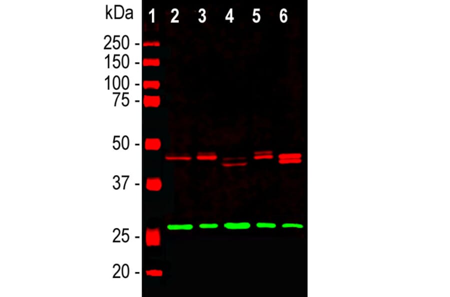 Western Blot - Anti-CNPase Antibody (A85412) - Antibodies.com