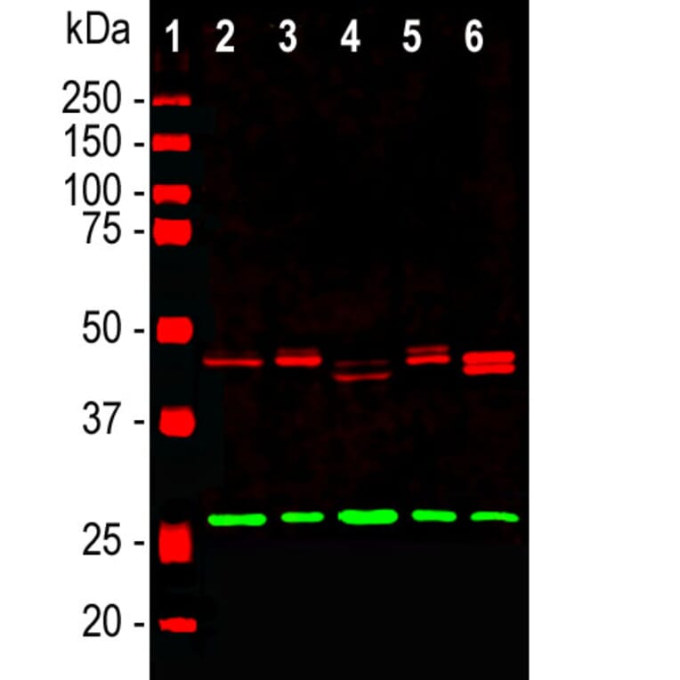 Western Blot - Anti-CNPase Antibody (A85412) - Antibodies.com