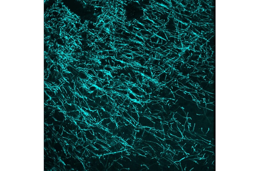 Immunofluorescence - Anti-CNPase Antibody (A85412) - Antibodies.com