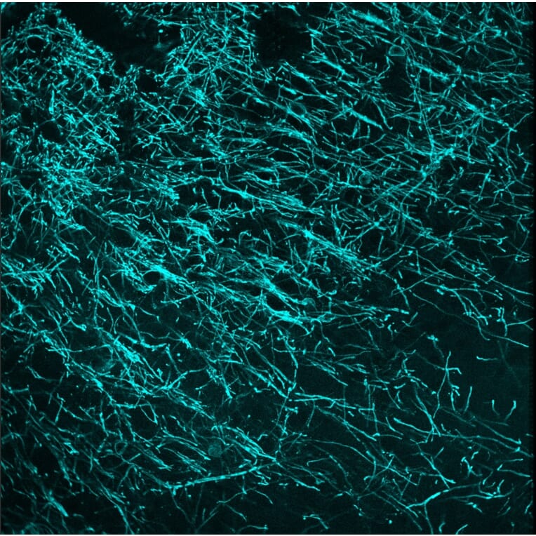 Immunofluorescence - Anti-CNPase Antibody (A85412) - Antibodies.com