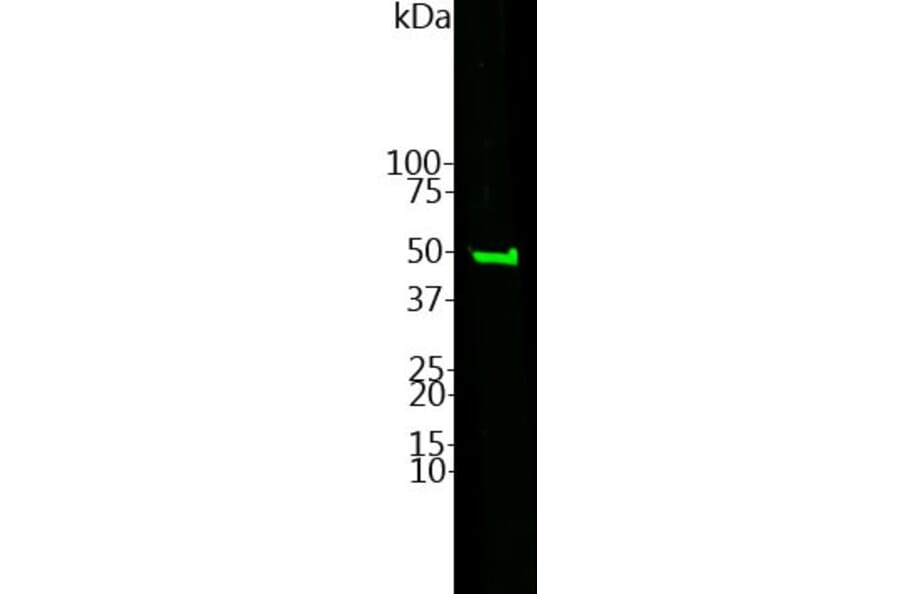 Western Blot - Anti-CNPase Antibody (A85412) - Antibodies.com