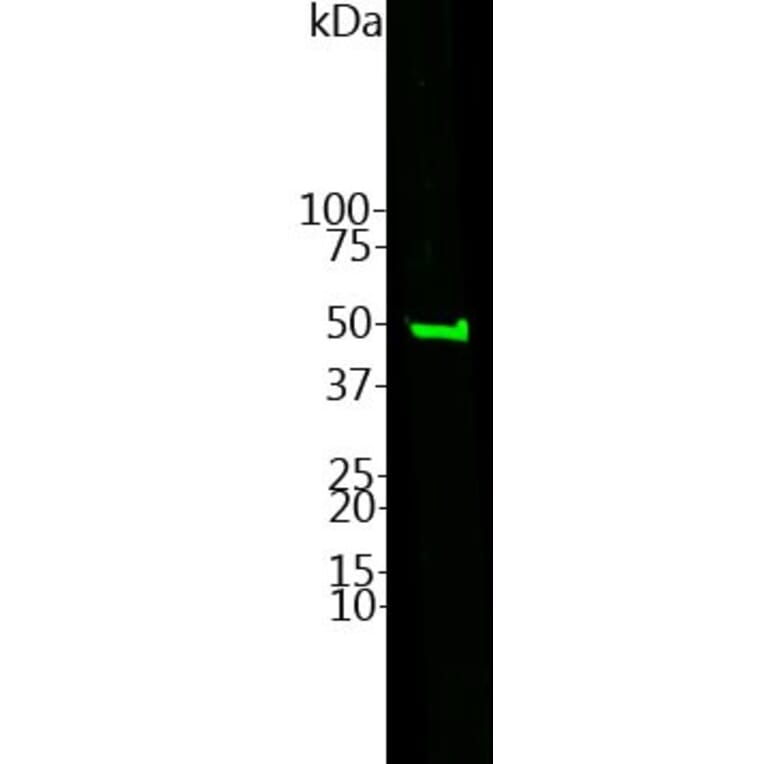 Western Blot - Anti-CNPase Antibody (A85412) - Antibodies.com