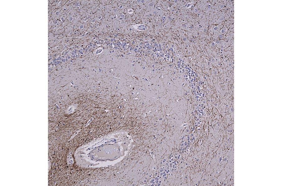 Immunohistochemistry - Anti-CNPase Antibody (A85412) - Antibodies.com