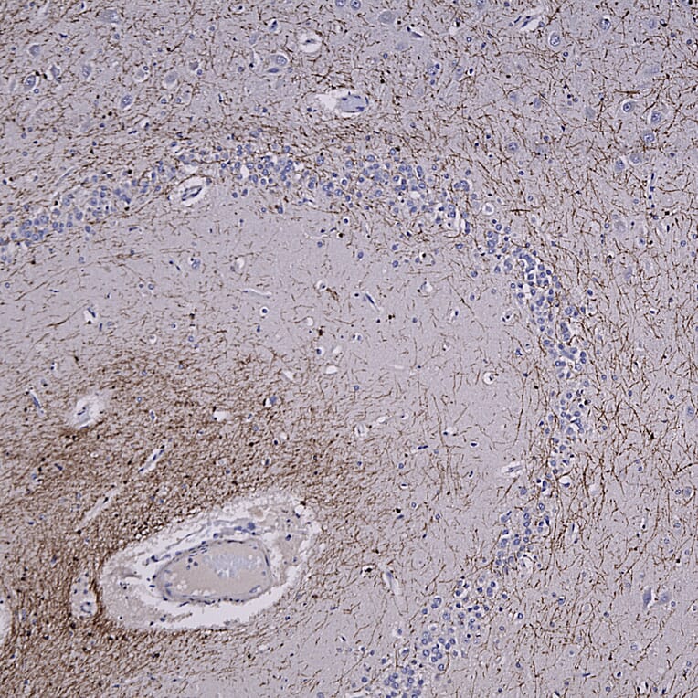 Immunohistochemistry - Anti-CNPase Antibody (A85412) - Antibodies.com
