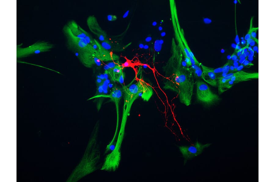 Immunofluorescence - Anti-CNPase Antibody [1H10] (A85413) - Antibodies.com