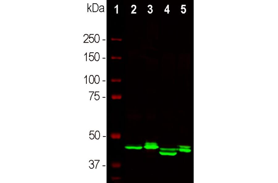 Western Blot - Anti-CNPase Antibody [1H10] (A85413) - Antibodies.com
