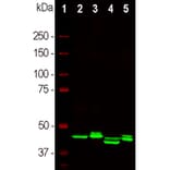 Western Blot - Anti-CNPase Antibody [1H10] (A85413) - Antibodies.com