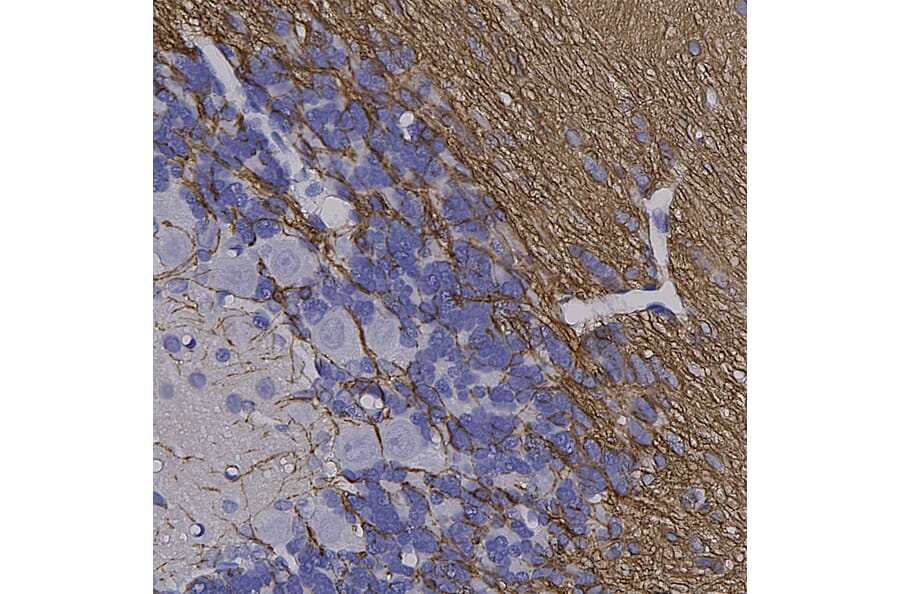 Immunohistochemistry - Anti-CNPase Antibody [1H10] (A85413) - Antibodies.com