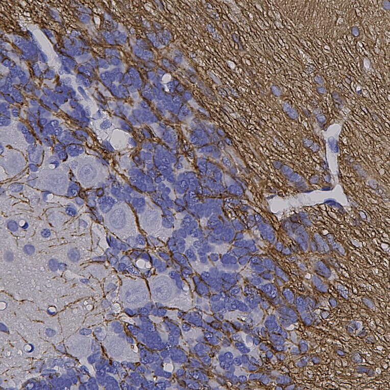 Immunohistochemistry - Anti-CNPase Antibody [1H10] (A85413) - Antibodies.com
