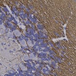 Immunohistochemistry - Anti-CNPase Antibody [1H10] (A85413) - Antibodies.com