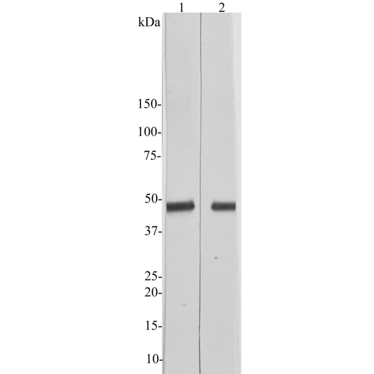Western Blot - Anti-CNPase Antibody [1H10] (A85413) - Antibodies.com