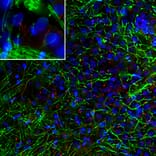 Immunofluorescence - Anti-CNPase Antibody [1H10] (A85413) - Antibodies.com