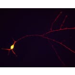 Immunofluorescence - Anti-Tau Antibody (A85414) - Antibodies.com