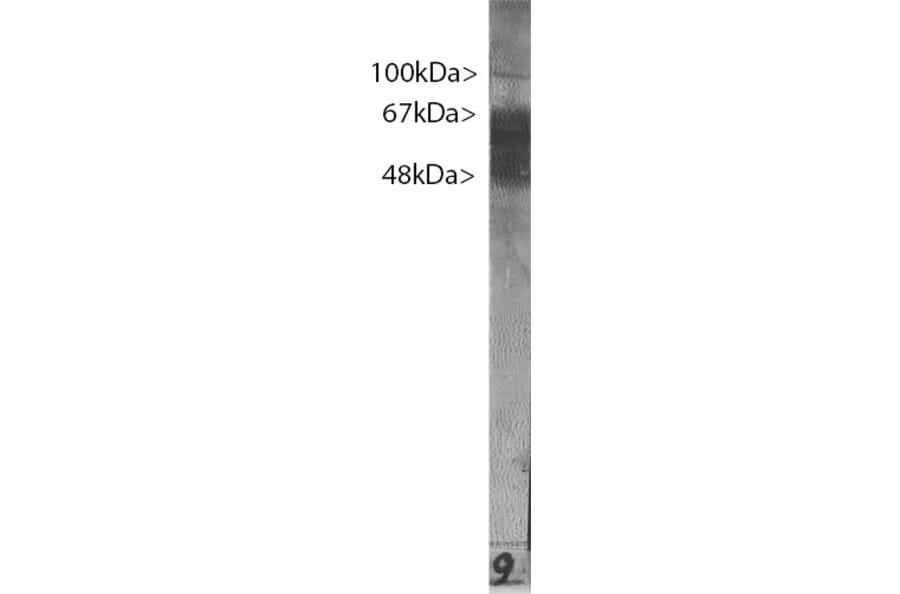 Western Blot - Anti-Tau Antibody (A85414) - Antibodies.com