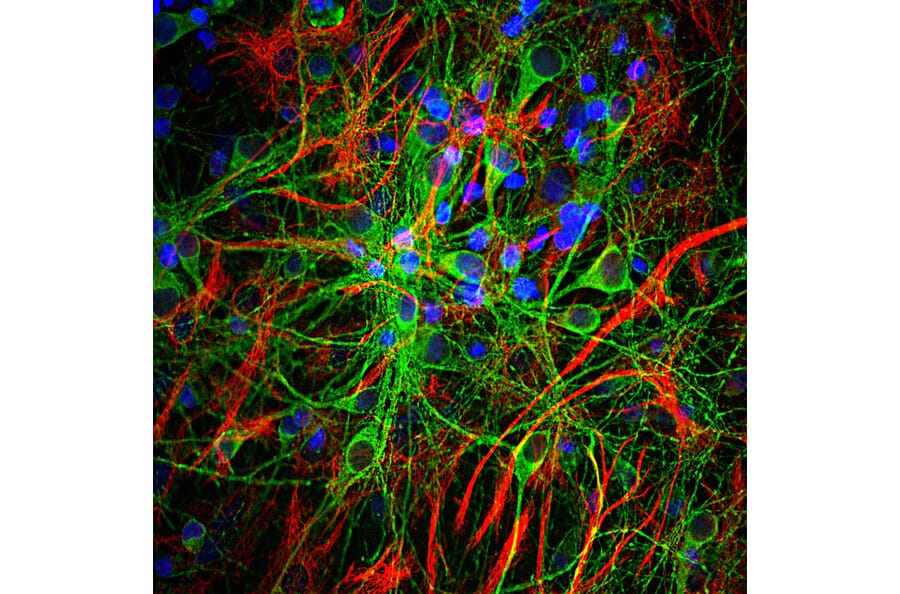 Immunofluorescence - Anti-Tau Antibody [5B10] (A85415) - Antibodies.com