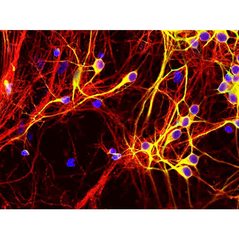 Immunofluorescence - Anti-Tau Antibody [5B10] (A85415) - Antibodies.com