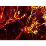 Immunofluorescence - Anti-Tau Antibody [5B10] (A85415) - Antibodies.com