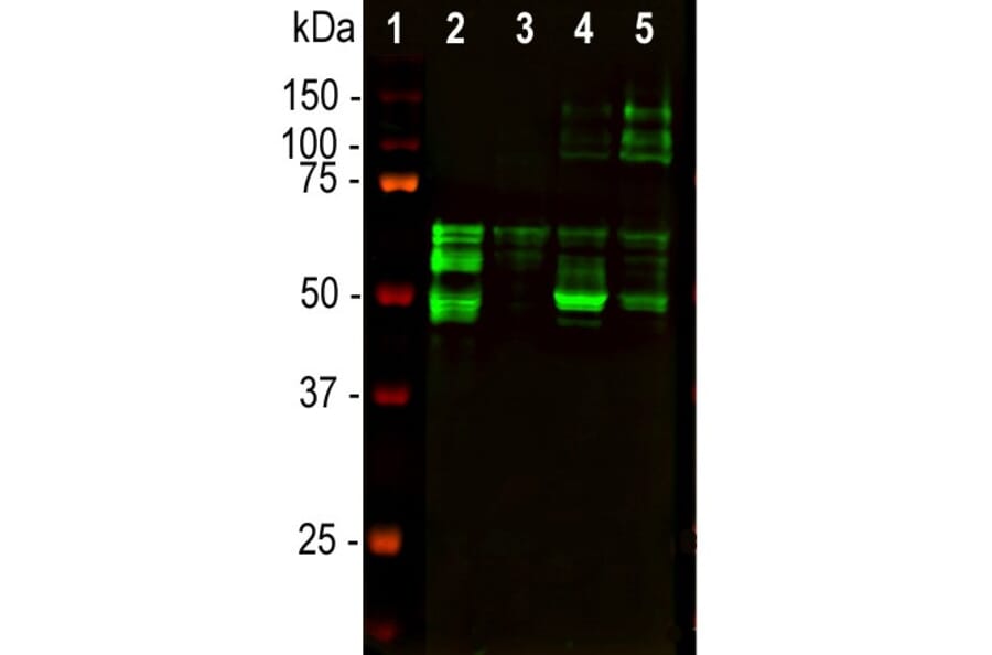 Western Blot - Anti-Tau Antibody [5B10] (A85415) - Antibodies.com