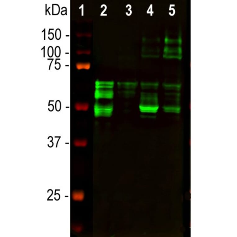 Western Blot - Anti-Tau Antibody [5B10] (A85415) - Antibodies.com