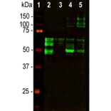 Western Blot - Anti-Tau Antibody [5B10] (A85415) - Antibodies.com
