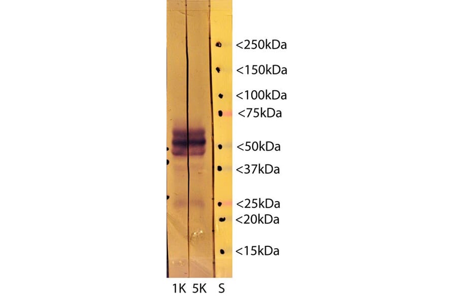 Western Blot - Anti-Tau Antibody [5B10] (A85415) - Antibodies.com