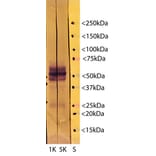 Western Blot - Anti-Tau Antibody [5B10] (A85415) - Antibodies.com