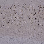 Immunohistochemistry - Anti-Tau Antibody [5B10] (A85415) - Antibodies.com