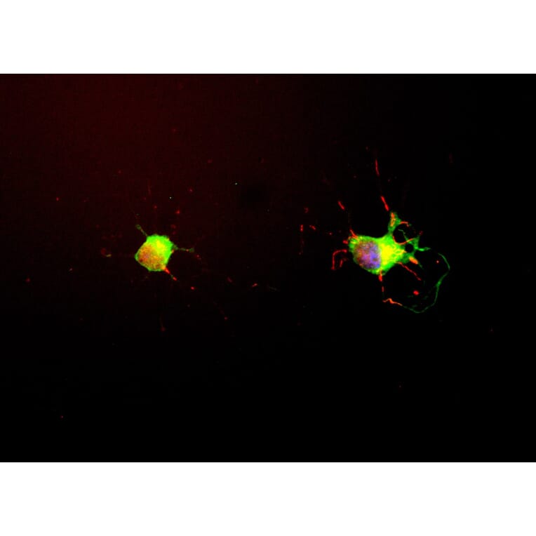 Immunofluorescence - Anti-Tau Antibody [2E9] (A85416) - Antibodies.com