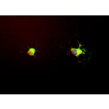 Immunofluorescence - Anti-Tau Antibody [2E9] (A85416) - Antibodies.com