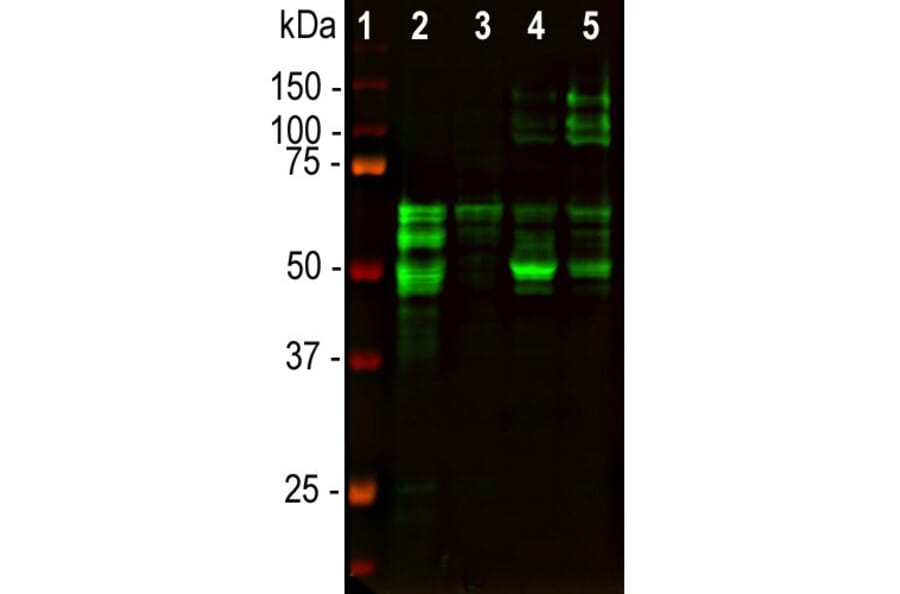 Western Blot - Anti-Tau Antibody [2E9] (A85416) - Antibodies.com