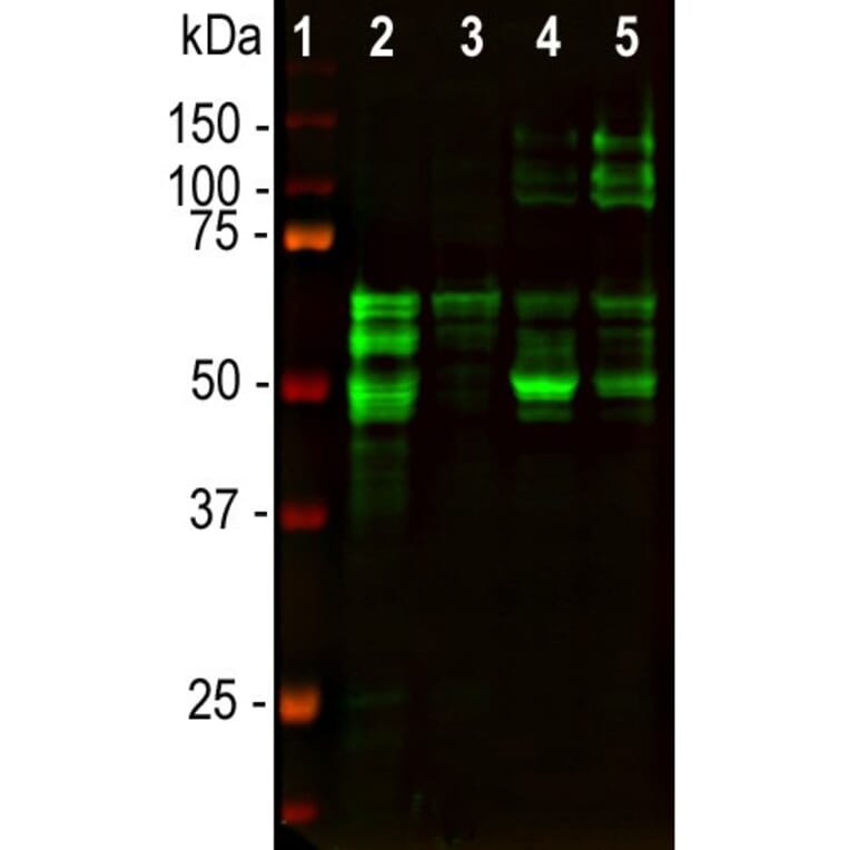 Western Blot - Anti-Tau Antibody [2E9] (A85416) - Antibodies.com