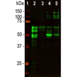 Western Blot - Anti-Tau Antibody [2E9] (A85416) - Antibodies.com