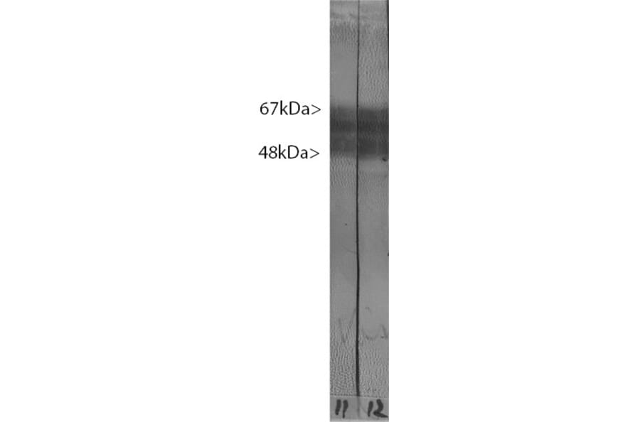 Western Blot - Anti-Tau Antibody [2E9] (A85416) - Antibodies.com
