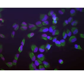 Immunofluorescence - Anti-SF3B4 Antibody (A85417) - Antibodies.com