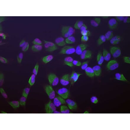 Immunofluorescence - Anti-SF3B4 Antibody (A85417) - Antibodies.com