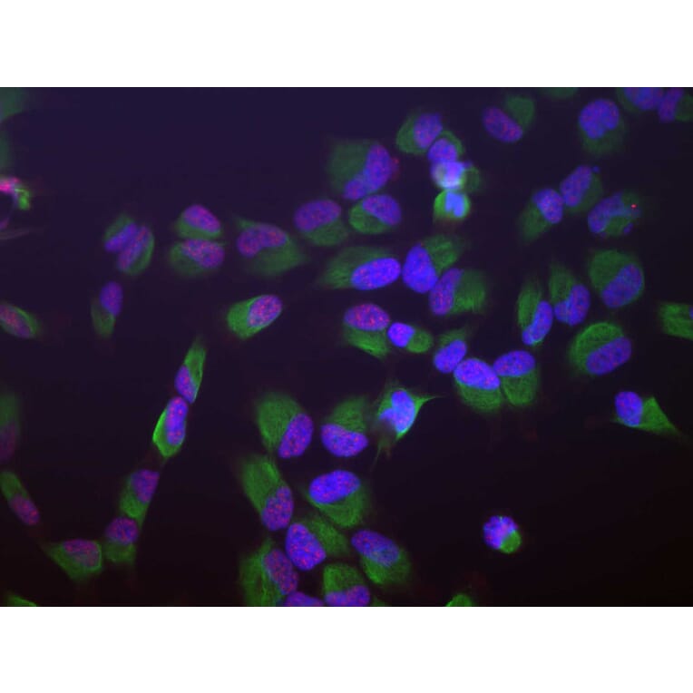 Immunofluorescence - Anti-SF3B4 Antibody [3A1] (A85417) - Antibodies.com