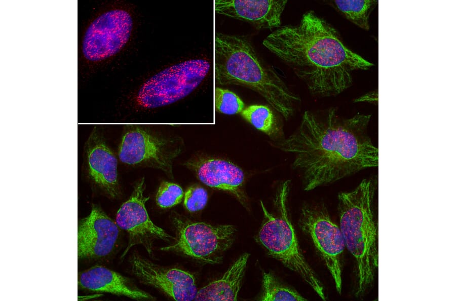 Immunofluorescence - Anti-SF3B4 Antibody [3A1] (A85417) - Antibodies.com