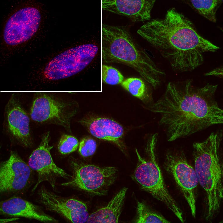 Immunofluorescence - Anti-SF3B4 Antibody [3A1] (A85417) - Antibodies.com