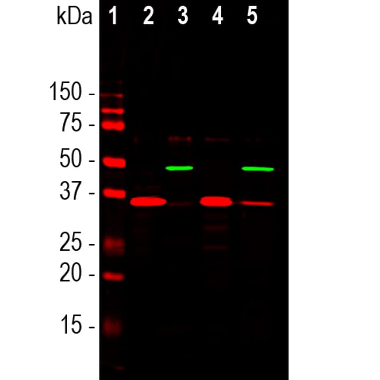 Western Blot - Anti-SF3B4 Antibody [3A1] (A85417) - Antibodies.com