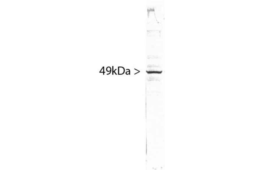 Western Blot - Anti-SF3B4 Antibody [3A1] (A85417) - Antibodies.com
