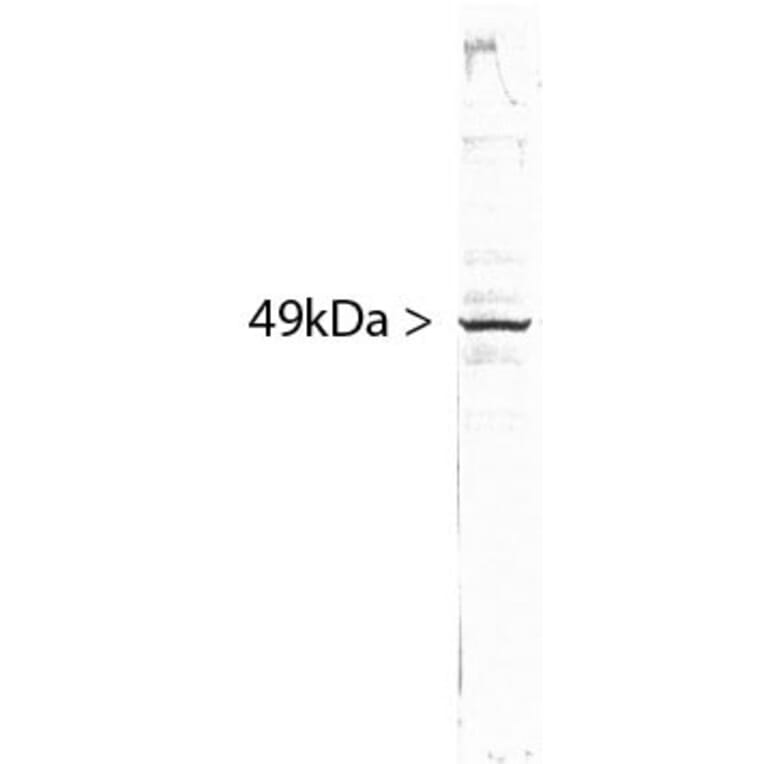 Western Blot - Anti-SF3B4 Antibody [3A1] (A85417) - Antibodies.com