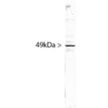 Western Blot - Anti-SF3B4 Antibody [3A1] (A85417) - Antibodies.com