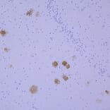 Immunohistochemistry - Anti-beta Amyloid Antibody [AB9] (A85418) - Antibodies.com