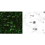 Immunohistochemistry - Anti-Amyloid Aß Antibody (A85418) - Antibodies.com