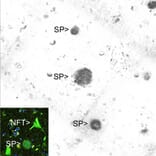 Immunofluorescence - Anti-Amyloid Aß Antibody [AB9] (A85418) - Antibodies.com