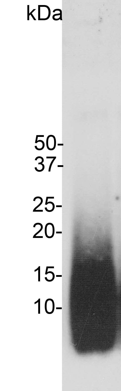 Anti-beta Amyloid Antibody [AB9] (A85418) | Antibodies.com