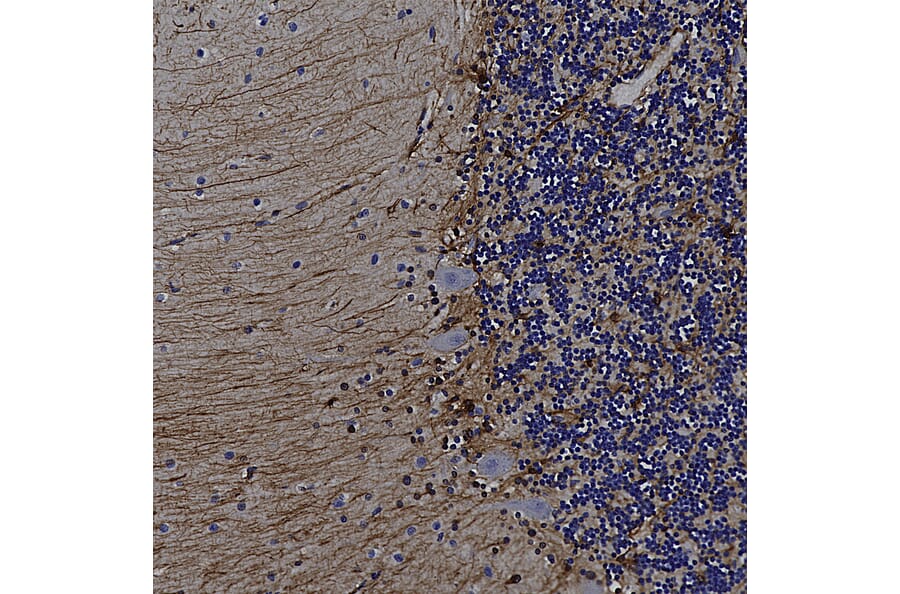 Immunohistochemistry - Anti-GFAP Antibody (A85419) - Antibodies.com