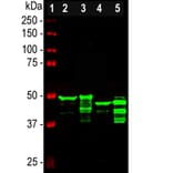 Western Blot - Anti-GFAP Antibody (A85419) - Antibodies.com