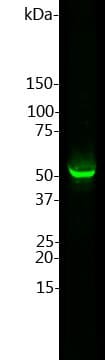 Western blot analysis of Anti-GFAP Antibody. Blot of rat brain lysate was probed with Anti-GFAP Antibody (1:5,000). A prominent band running with an apparent SDS-PAGE molecular weight of ~50 kDa corresponds to rodent GFAP.