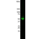 Western Blot - Anti-GFAP Antibody (A85419) - Antibodies.com